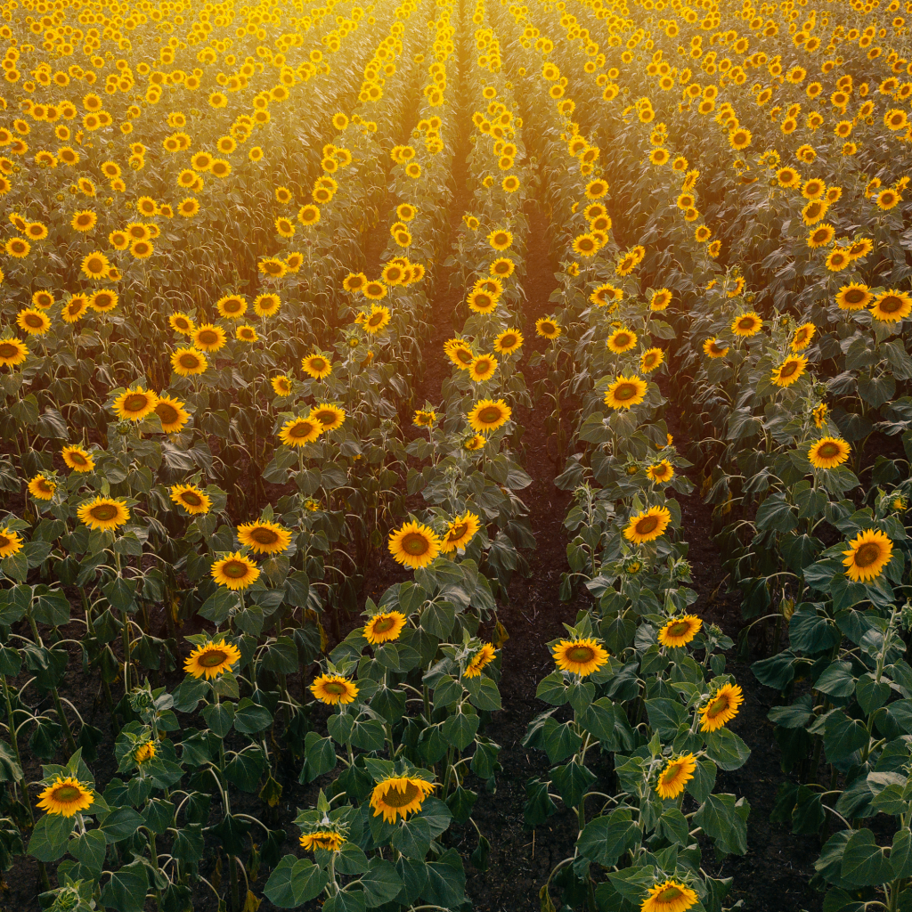 Aerial view of sunflower field in summer sunset